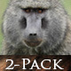 Baboon In Front of Waterfall - VideoHive Item for Sale