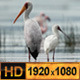 Water Birds on Safari River - VideoHive Item for Sale