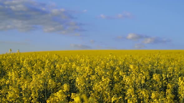 Canola Plantation on a Background of Blue Sky