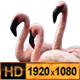 Pink Flamingos at Lake Nakuru Africa - VideoHive Item for Sale