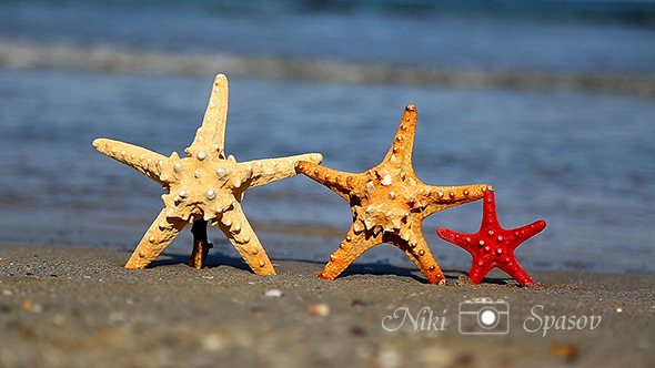 Three Starfish