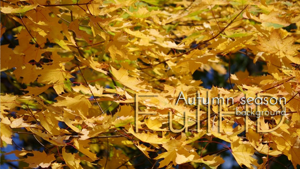 Yellow Leaves