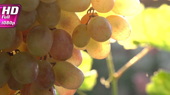 Bunch of Grapes in the Sun