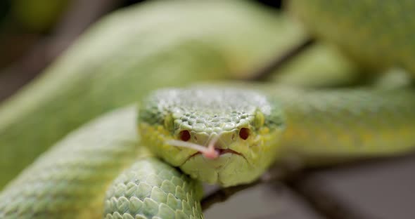 Bamboo Pit Viper Sampling Air Particles With Forked Tongue - close up