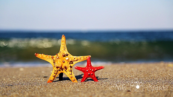 Two Starfish