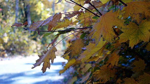 Autumn Leaves Rustling In The Wind 20 alt