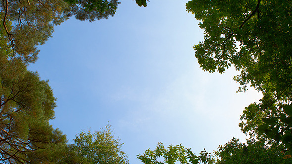 Sky and Clouds in the Forest Canopy