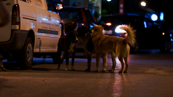 Three Stray Dogs In The Street At Night