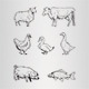 Vector Animals - GraphicRiver Item for Sale
