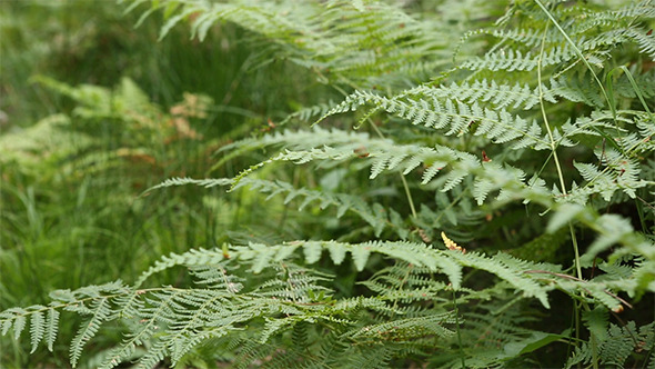 Ferns in the Forest