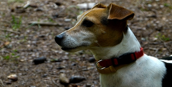 Jack Russell Terrier 2