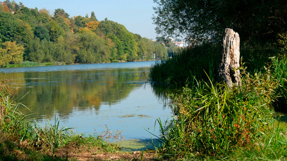 Forest On The Bank Of The River