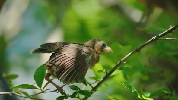 A young, baby cardinal flapping its wings before its first flight.