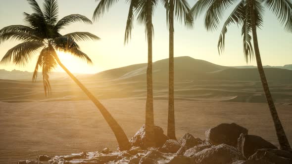 Palms in Desert at Sunset