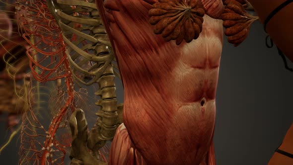 Animated 3D Human Anatomy Illustration