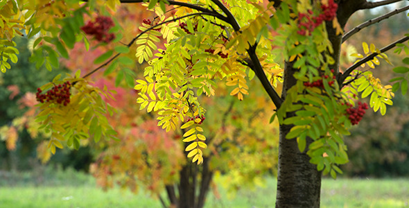 Red Mountain Ash Trees