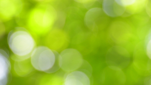 Nature Bokeh 2