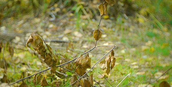 Dry Tree Branch In The Forest