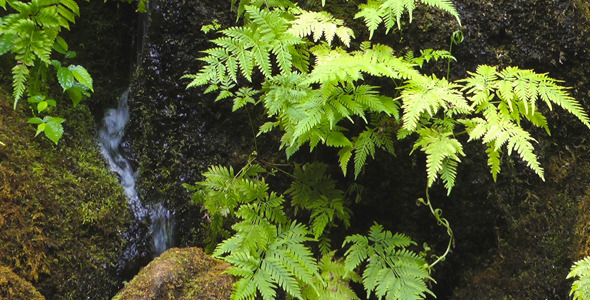 Tropical Plant and Waterfall alt