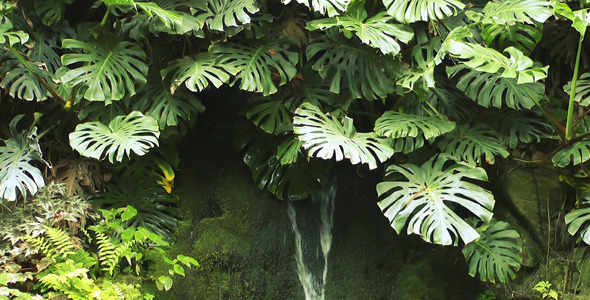 Tropical Plant and Waterfall 2