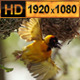 Birds Hanging in a Nest Tree 01 - VideoHive Item for Sale