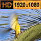 Birds Hanging in a Nest Tree 02 - VideoHive Item for Sale