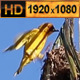 Birds Hanging in a Nest Tree 03 - VideoHive Item for Sale