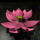 Lotus Flower - 3DOcean Item for Sale