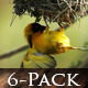 Birds Hanging in a Nest Tree 6 Pack - VideoHive Item for Sale