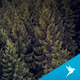 Flying Over the Trees - VideoHive Item for Sale