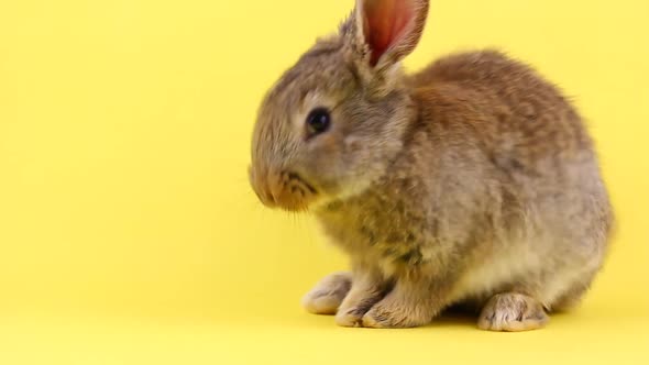 Little Brown Fluffy Cute Rabbit Washes on a Pastel Yellow Background Closeup