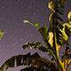 Stars & banana trees Sunrise (Africa) - VideoHive Item for Sale