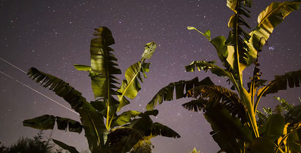 Stars & banana trees Sunrise (Africa)