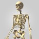 Human skeleton - 3DOcean Item for Sale