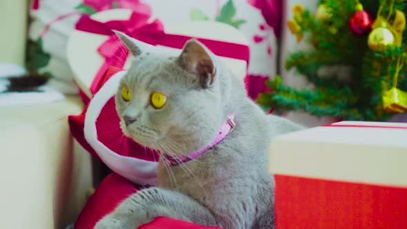 Scottish Fold Cat Breed Frowning and Looking Annoyed at Home with Christmas Tree Decoration