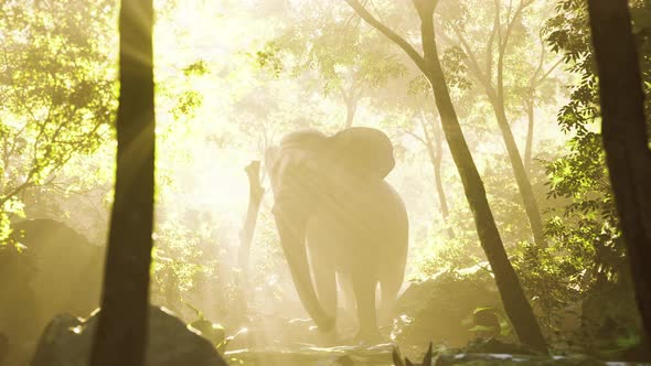 Elephant in Tropical Forest with Fog