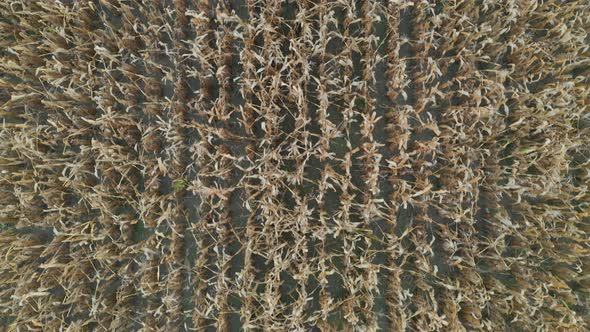 Aerial top down view of stalks of corn on a farming field