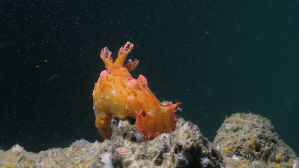 A bright orange Nudibranch sea creature sits up high on the ocean substrate while fishe about