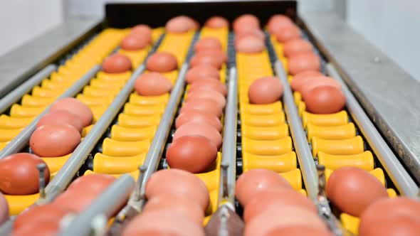 Fresh Raw Chicken Eggs Conveyor Belt Being Moved To Packing House