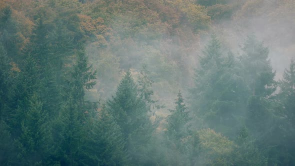 Scenic Wild Forest In Thick Mist