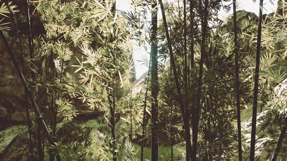 Bamboo Forest in Southern China