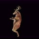 57 Deer Dancing 4K - VideoHive Item for Sale