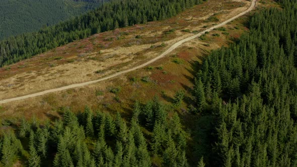 Hilly Road Trees Surrounding Amazing Summer National Park Woods Way Landscape