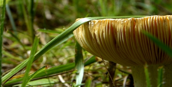 Wild Mushrooms 5