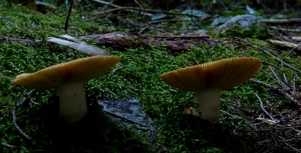 Wild Mushrooms 6