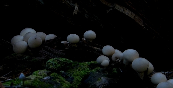 Wild Mushrooms 8