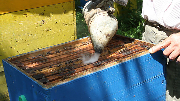Beekeeper Working with Honeycom to Extract Honey