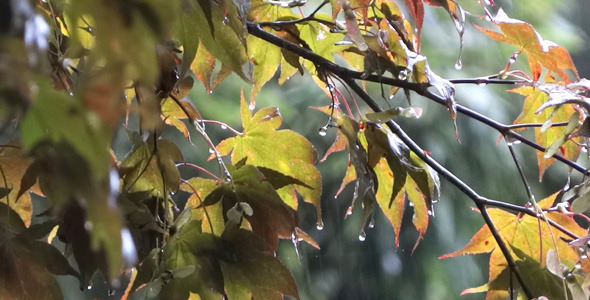 Autumn Rain - Maple Trees - 1 alt