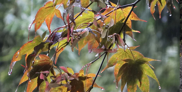 Autumn Rain - Maple Trees - 2 alt
