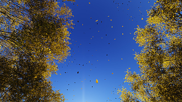 Driving Through Autumn Trees  alt